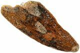 Serrated, Raptor Tooth - Real Dinosaur Tooth #238652-1